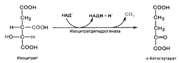 цикл трикарбоновых кислот (цикл кребса) - student2.ru