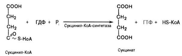 цикл трикарбоновых кислот (цикл кребса) - student2.ru