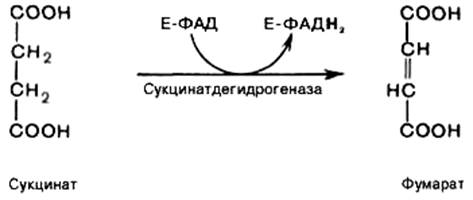 цикл трикарбоновых кислот (цикл кребса) - student2.ru