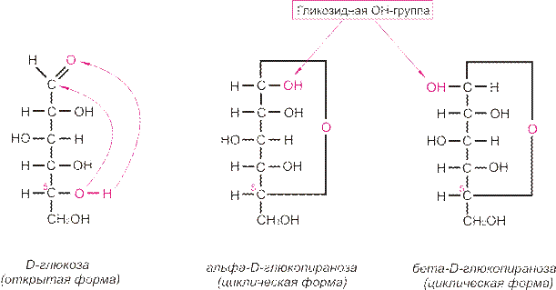 Циклические формы моносахаридов. - student2.ru