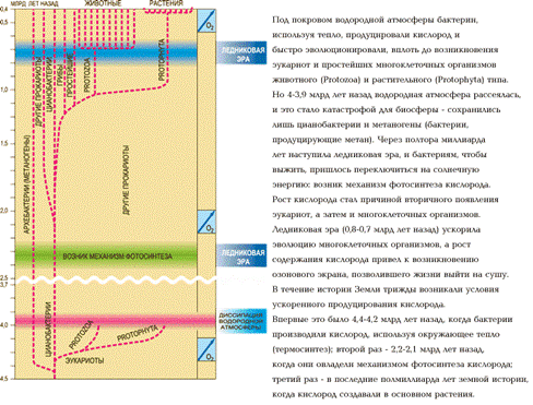 Цикличность развития жизни на Земле и возникновение человека - student2.ru