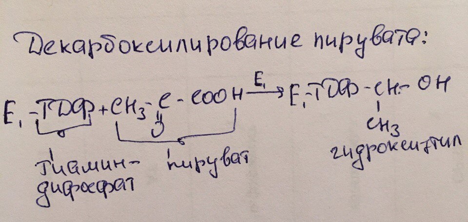Дайте характеристику процесса окислительного фосфолирования. Опишите строение АТФ-синтазы и механизм её функционирования - student2.ru