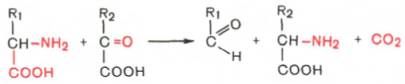 Декарбоксилирование аминокислот - student2.ru