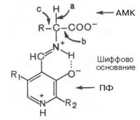 Декарбоксилирование аминокислот - student2.ru