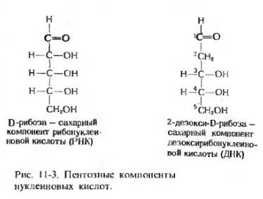 Дисахариды, состав и структура основных представителей (сахароза, мальтоза, лактоза). Какие связи образуются между моносахаридными остатками? - student2.ru