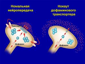 Дофаминовая теория шизофрении - student2.ru