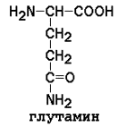 аминокислотный состав белков - student2.ru