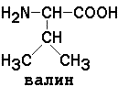 аминокислотный состав белков - student2.ru