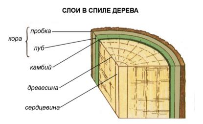 Древесина и изделия из неё - student2.ru