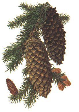 Ель европейская - Picea abies (L.) Karst - student2.ru