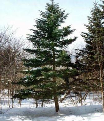 Ель европейская - Picea abies (L.) Karst - student2.ru