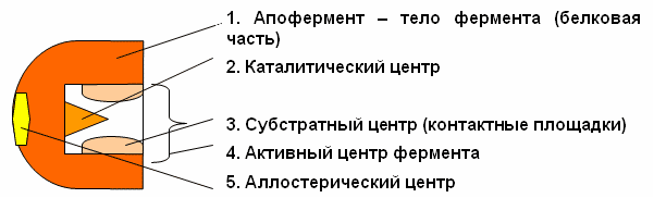 Факторы ингибирования подразделяют на специфические и неспецифические. Обратимое ингибирование может быть конкурентное и неконкурентное - student2.ru