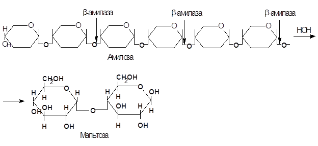 Ферментативный гидролиз крахмала и гликогена - student2.ru