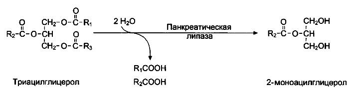 Ферменты, их химическая природа, структурная организация, свойства. Сходство и отличия ферментов и небелковых катализаторов. - student2.ru