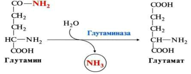 Ферменты, их химическая природа, структурная организация, свойства. Сходство и отличия ферментов и небелковых катализаторов. - student2.ru