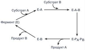 Ферменты имеют белковую природу - student2.ru