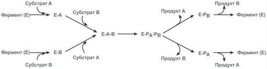 Ферменты имеют белковую природу - student2.ru