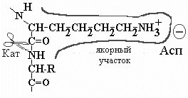 Ферменты характеризуются высокой специфичностью - student2.ru