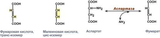 Ферменты проявляют специфичность - student2.ru