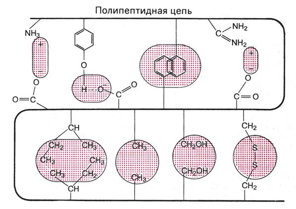 Физические свойства аминокислот - student2.ru