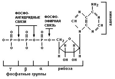физико-химические свойства белков - student2.ru