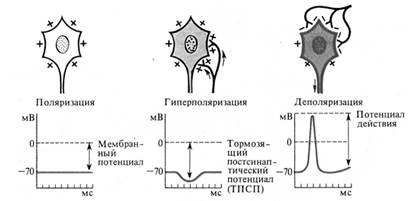 Физиология нервной системы - student2.ru