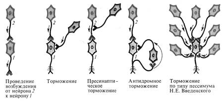 Физиология нервной системы - student2.ru