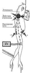 Физиология нервной системы - student2.ru