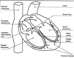 Физиология сердечно сосудистой системы - student2.ru
