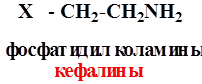 Фосфолипиды. Фосфатидилэтаноламины и фосфатидилсерины (кефалины), фосфатидилхолины (лецитины) – структурные компоненты клеточных мембран. - student2.ru