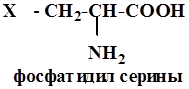 Фосфолипиды. Фосфатидилэтаноламины и фосфатидилсерины (кефалины), фосфатидилхолины (лецитины) – структурные компоненты клеточных мембран. - student2.ru