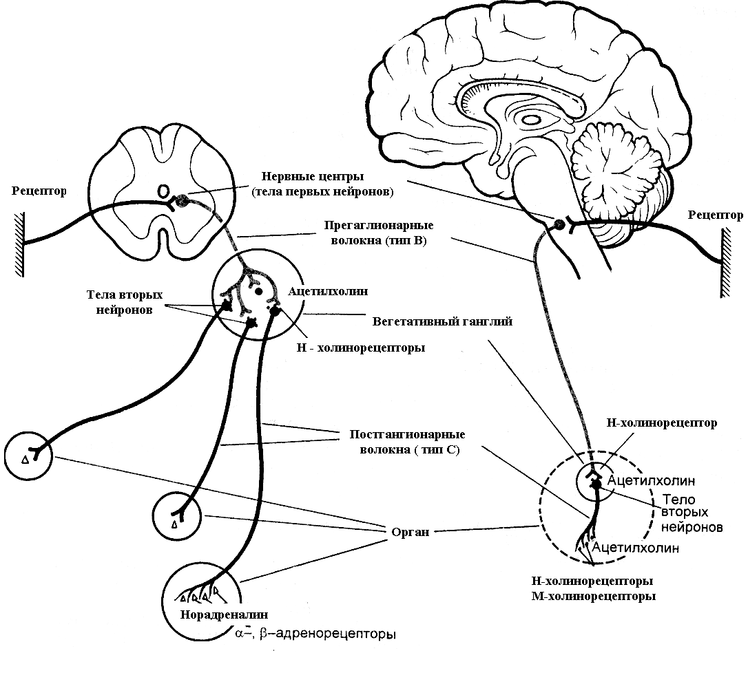 Утомляемость нервных центров. Строение нервного центра. Структура нервного центра физиология. Рецепторы ЦНС физиология. Медиаторы в ЦНС схема.