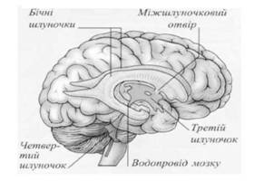 Функції кінцевого (великого) мозку - student2.ru