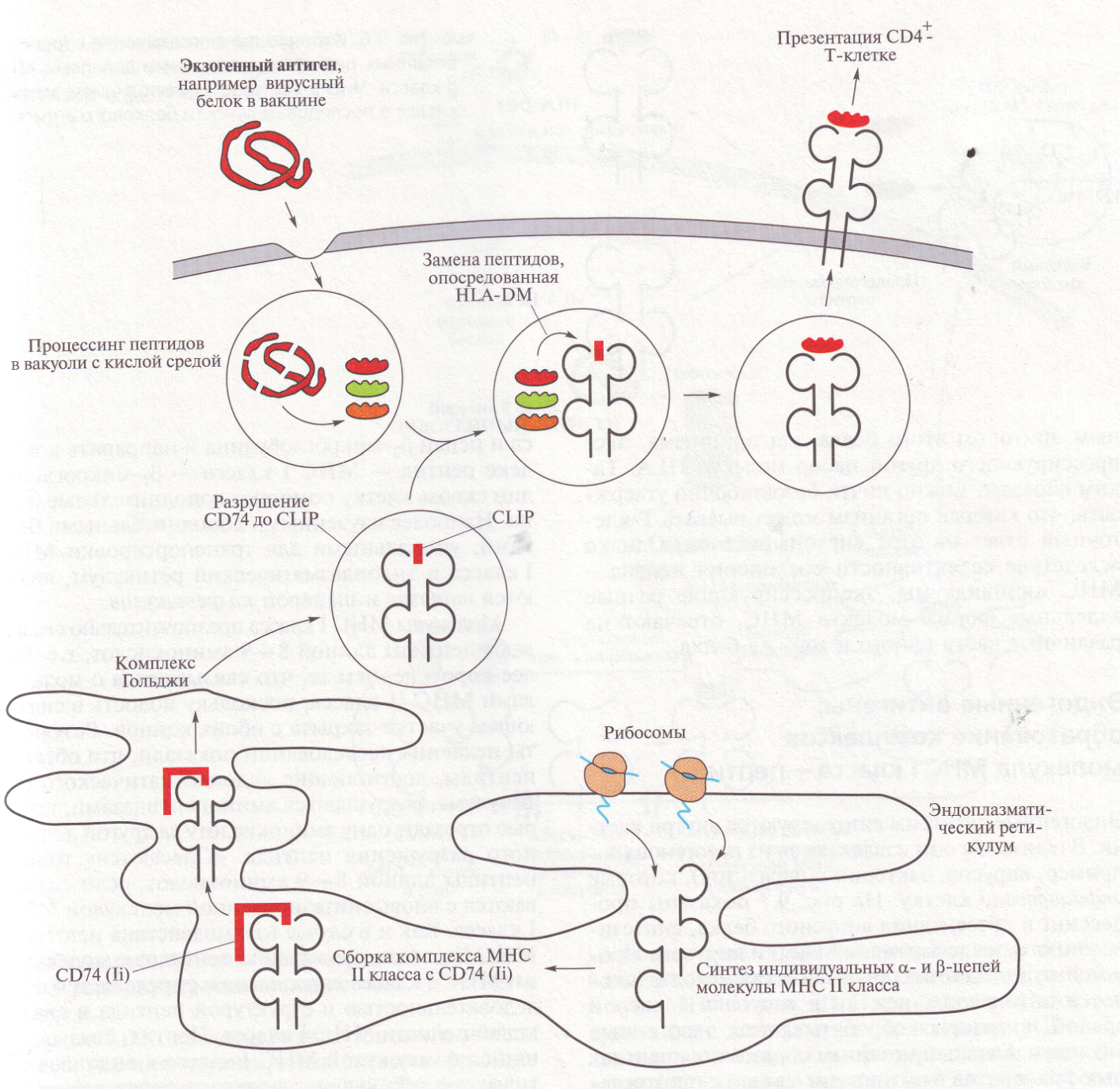 функционирование молекул мнс: процессинг и презентация антигена - student2.ru