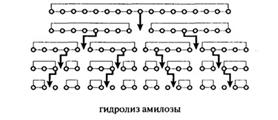 гидролиз крахмала - student2.ru