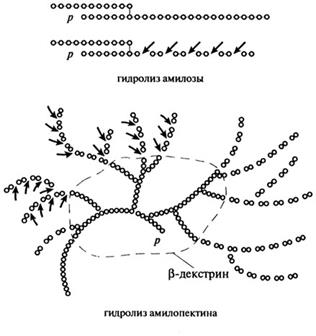гидролиз крахмала - student2.ru