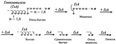 гидролиз крахмала - student2.ru