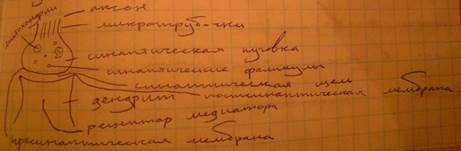 Гистологическое строение нейрона. Каждый нейрон как структурная единица нервной ткани являет собой клетку - student2.ru