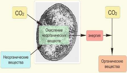 Глава 2 Обмен веществ и преобразование энергии в клетке - student2.ru