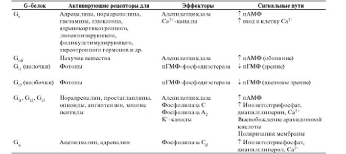 Глава 2. Вторичные мессенджеры - student2.ru