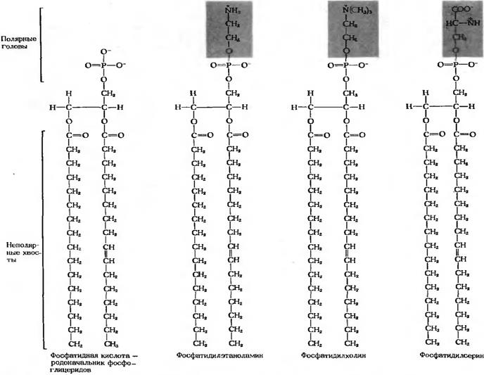 Глико- и фосфолипиды. Строение Роль. - student2.ru
