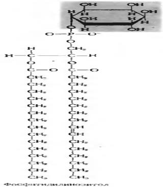 Глико- и фосфолипиды. Строение Роль. - student2.ru