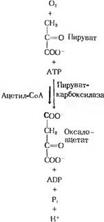 Глико- и фосфолипиды. Строение Роль. - student2.ru