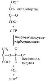 Глико- и фосфолипиды. Строение Роль. - student2.ru