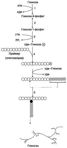 Гликоген, биологическое значение. Биосинтез и мобилизация гликогена. Регуляция синтеза и распада гликогена. - student2.ru