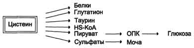 Гликоген, биологическое значение. Биосинтез и мобилизация гликогена. Регуляция синтеза и распада гликогена. - student2.ru