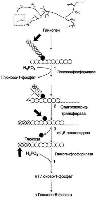 Гликоген, биологическое значение. Биосинтез и мобилизация гликогена. Регуляция синтеза и распада гликогена. Обмен гликогена в анте- и неонатальном периоде. - student2.ru