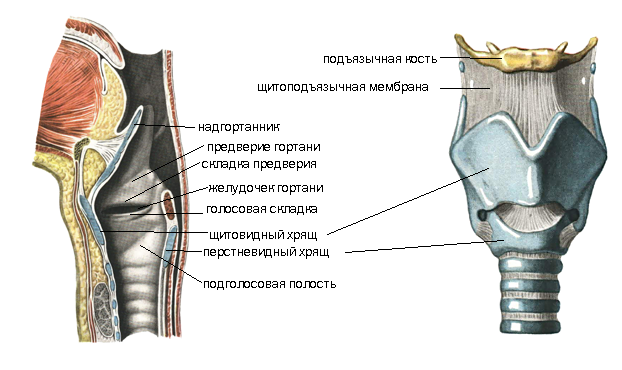 ГОРТАНЬ larynx - student2.ru