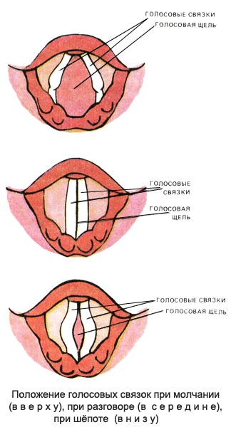 ГОРТАНЬ larynx - student2.ru