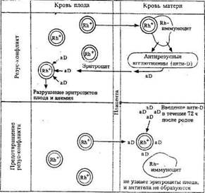 Группы крови. Переливание крови - student2.ru